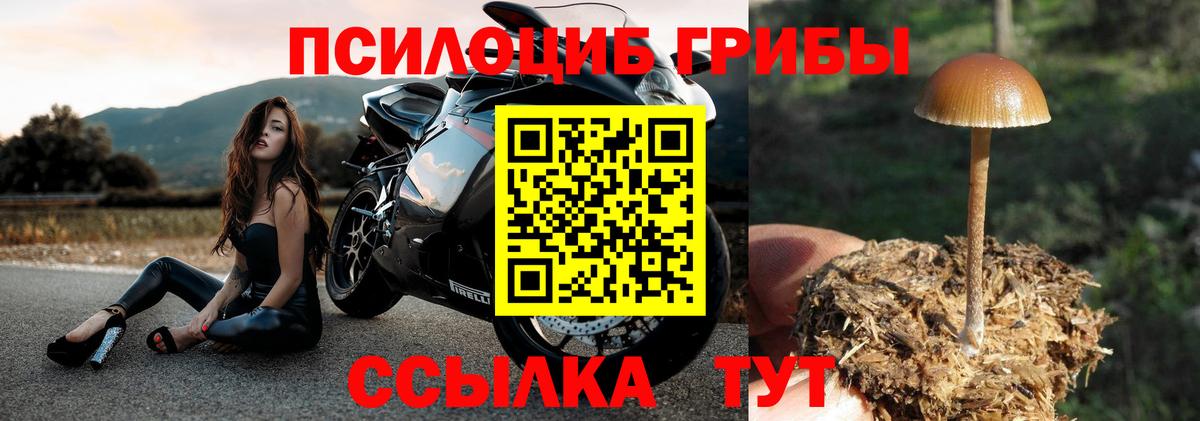 Псилоцибиновые грибы Cubensis  Вход с VPN  наркотики  Псилоцибиновые грибы Cubensis  Алапаевск 